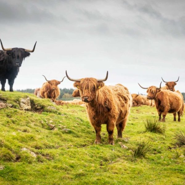 3 day Scotland tour, starting Mon 7th June 2027